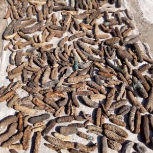 Dried Stichopus horrens Sea Cucumber