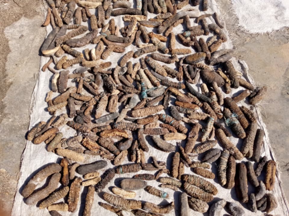Dried Stichopus horrens Sea Cucumber