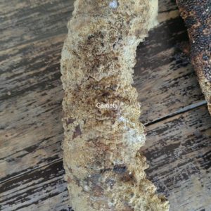 Dried Holothuria fuscogilva sea cucumber