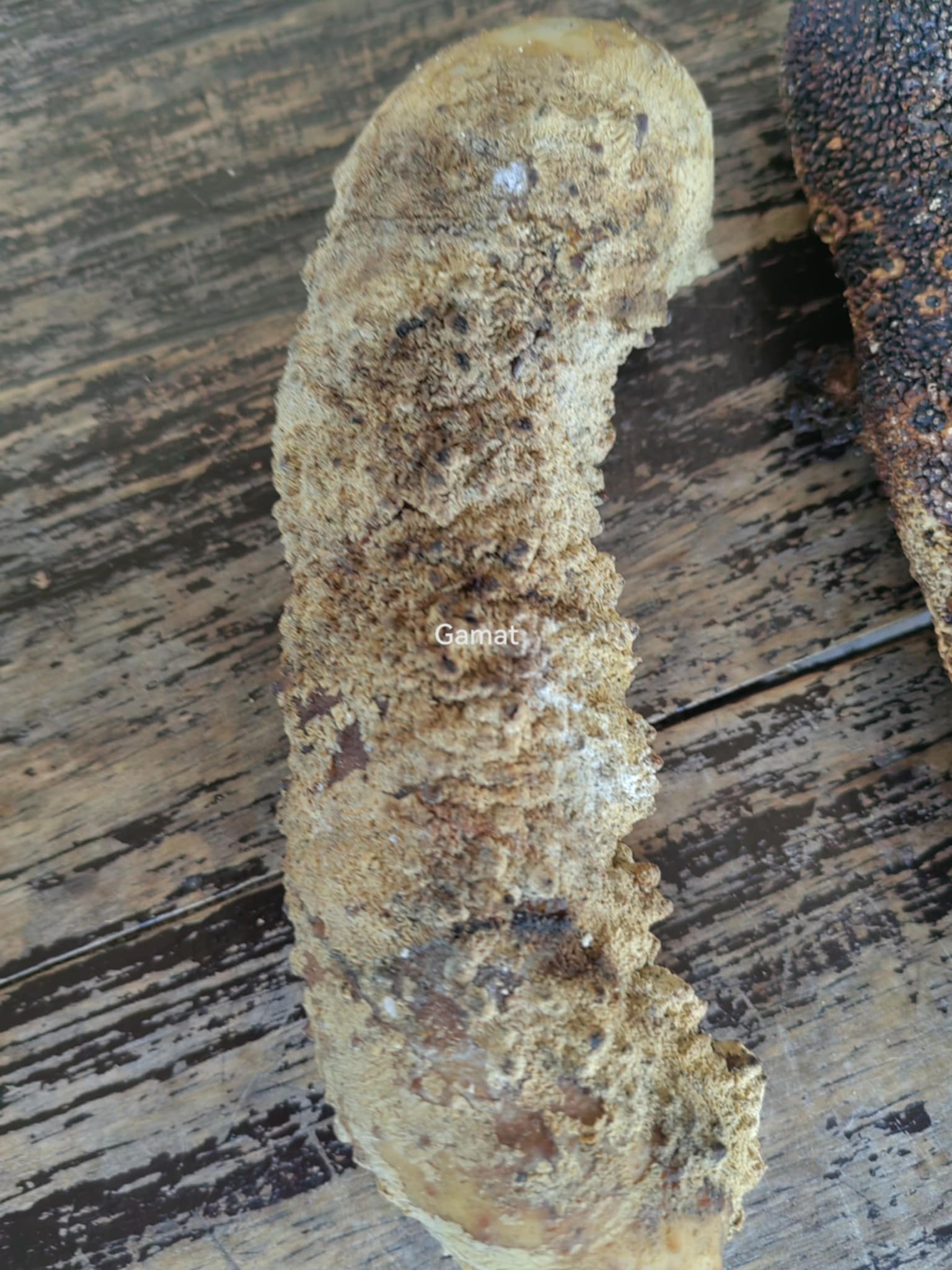Dried Holothuria fuscogilva sea cucumber