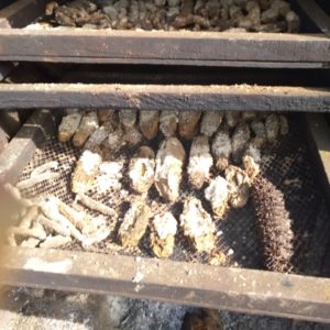 Dried Holothuria whitmaei sea cucumber