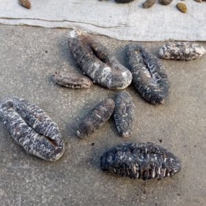 Dried Holothuria Nobilis Sea Cucumber
