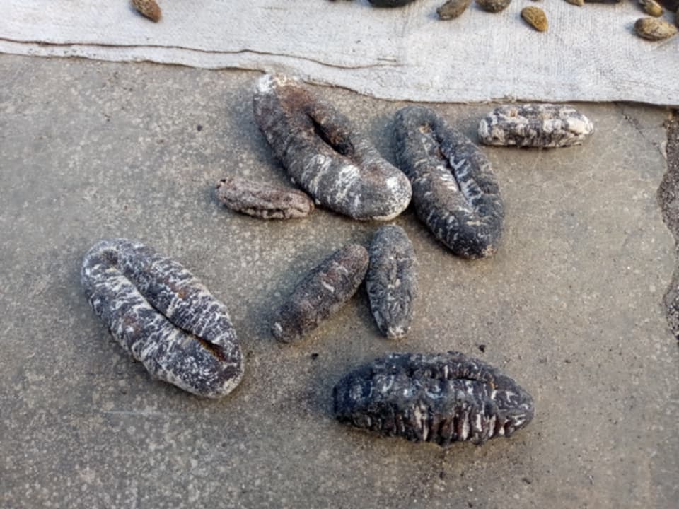 Dried Holothuria Nobilis Sea Cucumber