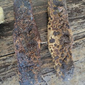 Dried Bohadschia argus Leopard Sea Cucumber