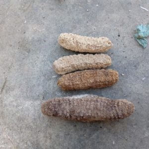 Dried Holothuria Scabra Sea Cucumber