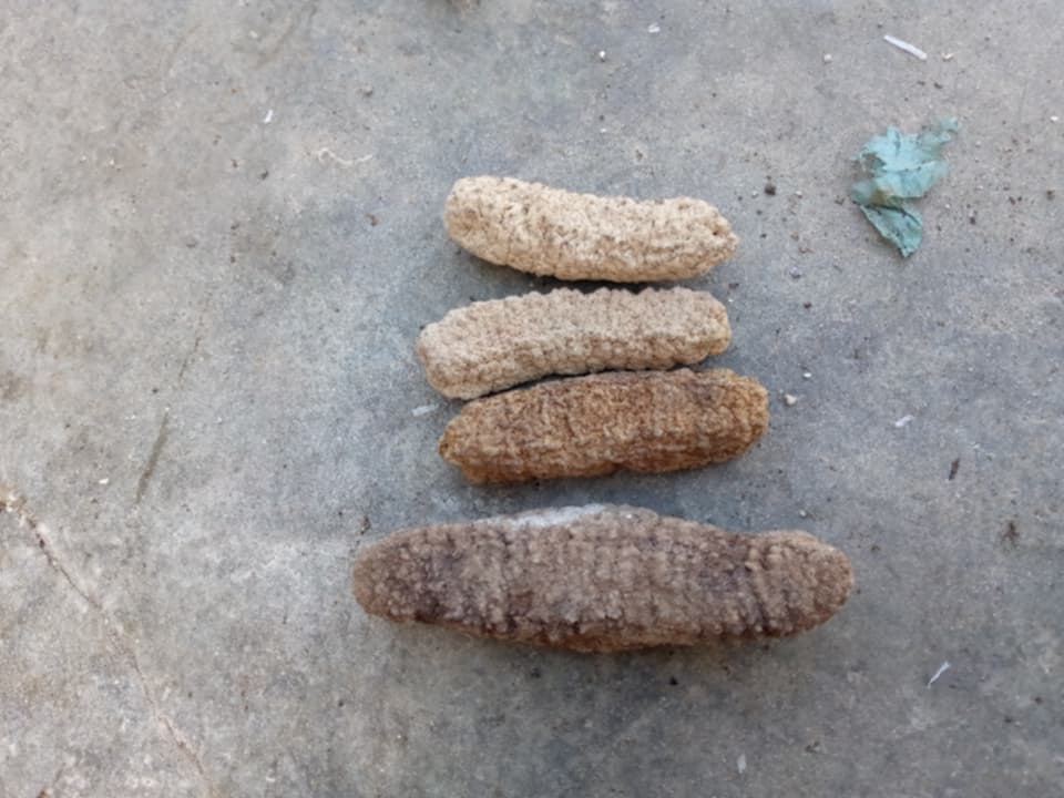 Dried Holothuria Scabra Sea Cucumber